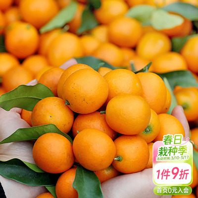 海蒂的花园脆皮金桔柑橘植物水果