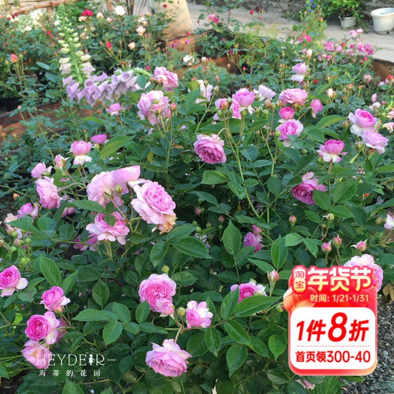 海蒂的花园 玛姬婶婶微型月季丰花易开花芳香多季开庭院花卉盆栽,鲜花速递/花卉仿真/绿植园艺,月季/蔷薇/玫瑰,淘宝优惠券,粉丝福利购,淘宝优惠卷