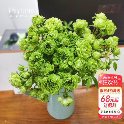 海蒂的花园结绿珍月季盆栽