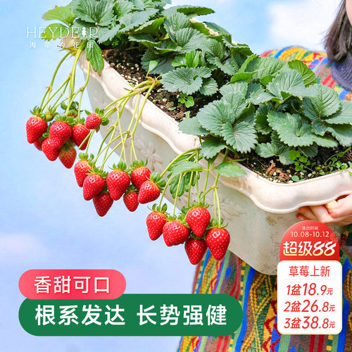 海蒂的花园成都总店草莓苗秧盆栽红颜章姬冰淇淋海妈家【包对版】