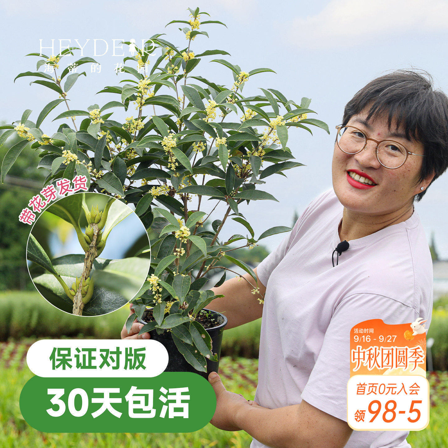海蒂的花园桂花树苗四季桂盆栽										