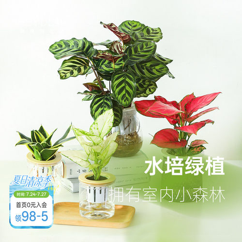 海蒂的花园桌面绿植盆栽