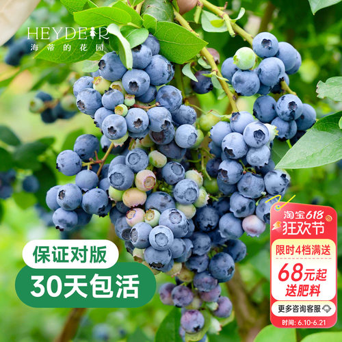 带花苞今年收果盆栽苗