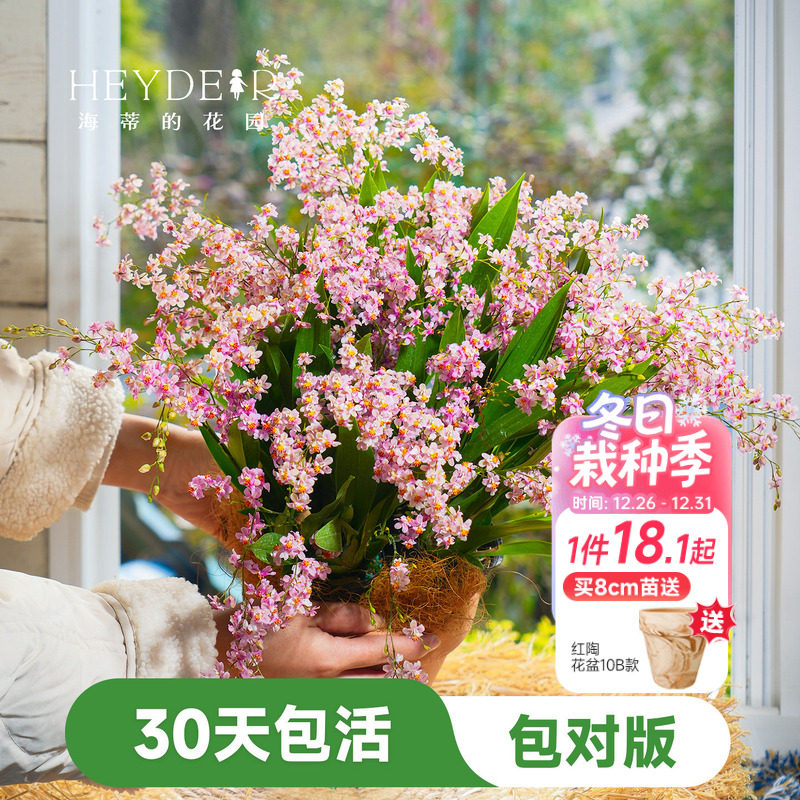 海蒂的花园梦香文心兰盆栽室内兰花植物桌面绿植海妈家成都总店