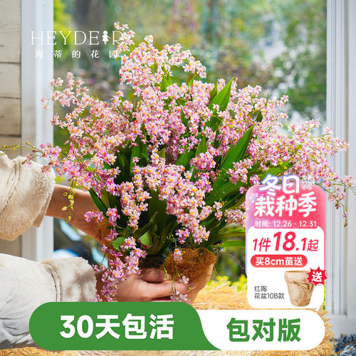 海蒂的花园文心兰盆栽