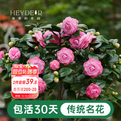 海蒂的花园茶花盆栽好养花卉庭院