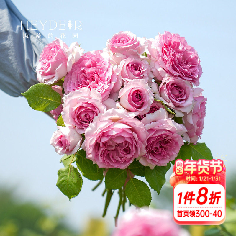 海蒂的花园 罗衣爬藤月季浓香花量大抗病拱门花墙花柱植物盆栽,鲜花速递/花卉仿真/绿植园艺,月季/蔷薇/玫瑰,淘宝优惠券,粉丝福利购,淘宝优惠卷