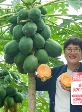 海蒂的花园 水果木瓜树苗盆栽苗南方种植庭院盆栽地栽果树果苗