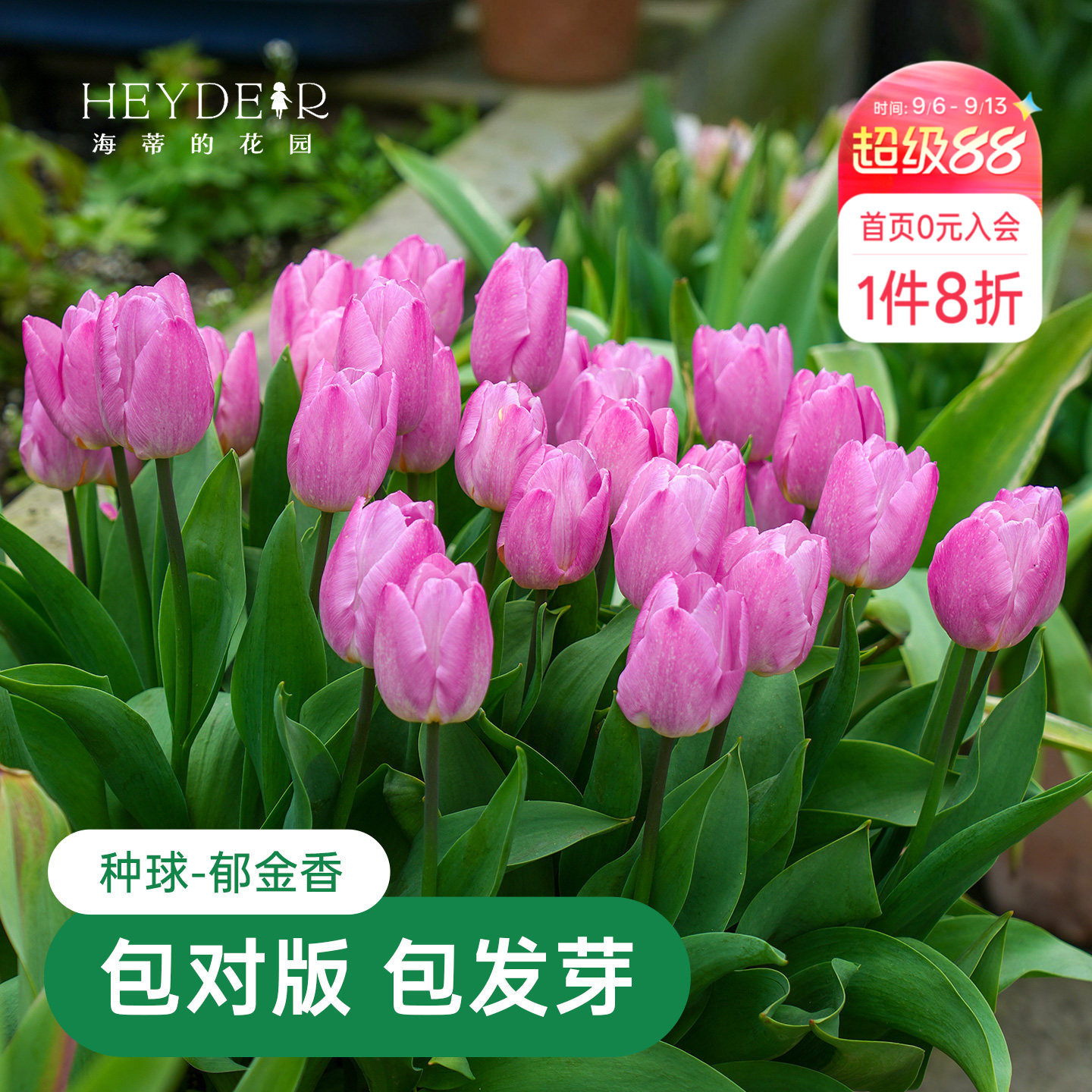 早春开花精灵新手好养郁金香图片