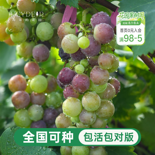 葡萄树苗盆栽寒香蜜庭院地栽耐寒阳光玫瑰巨峰圆叶种植爬藤大果苗