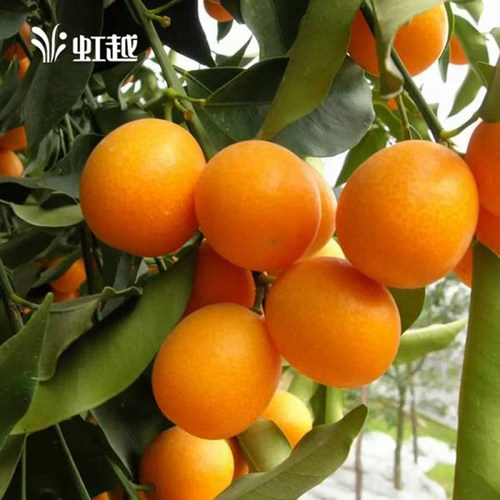 砂糖橘盆栽多少钱 砂糖橘盆栽价格 小麦优选