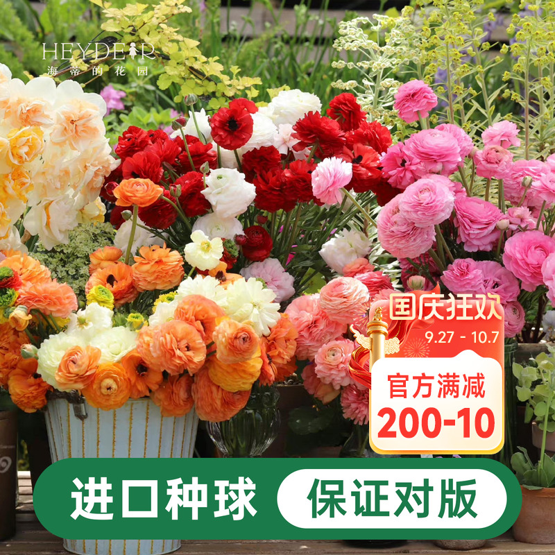 海蒂的花园花毛茛种球蝴蝶进口阳台庭院多年生盆栽地栽植物花卉