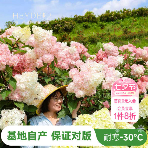 海妈北方耐寒耐旱植物花卉盆栽