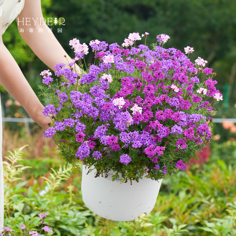 海蒂的花园细叶美女樱耐寒花卉