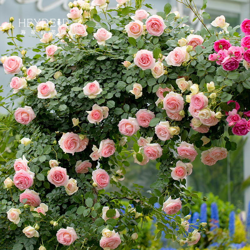 海蒂的花园月季花苗粉色龙沙宝石可爬藤阳台庭院花墙拱门花卉盆栽