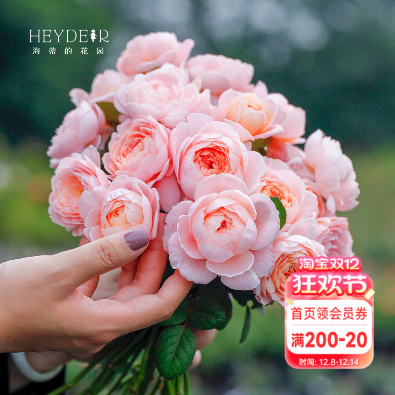 海蒂的花园月季瑞典女王