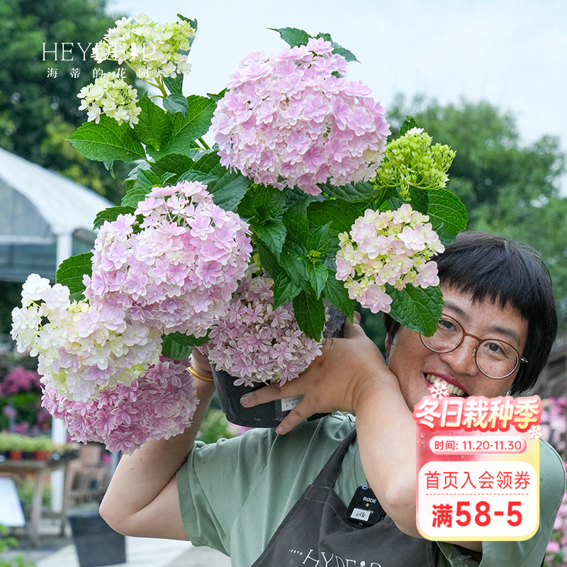 万华镜绣球条纹仙气海蒂的花园