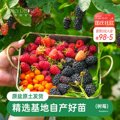 海蒂的花园树莓浆果耐寒灌木好养