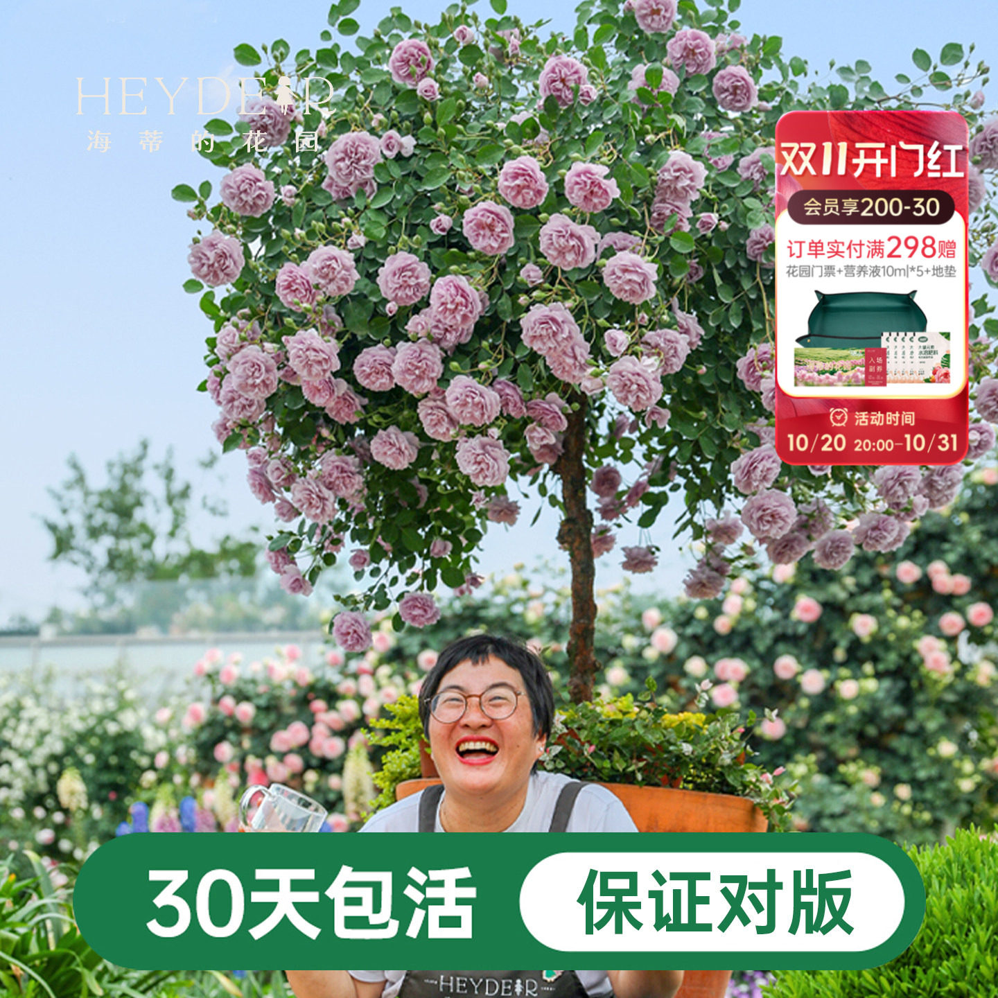 海蒂的花园蓝色阴雨爬藤月季四季阳台庭院垂吊花卉植物盆栽花苗
