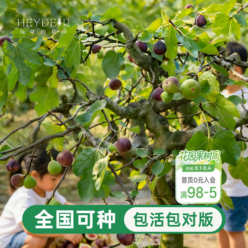 海蒂的花园无花果树果苗盆栽大果
