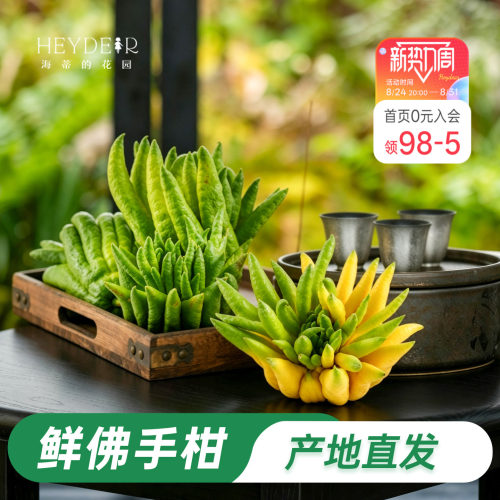 海蒂的花园 佛手柑闻香观赏摆件天然香薰鲜果室内摆放观赏鲜切果