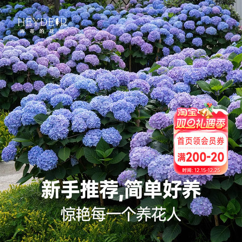 海蒂的花园无尽夏阳台庭院别墅