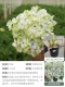 【Новый продукт】 Big Flower Hydrangea Amber 1G