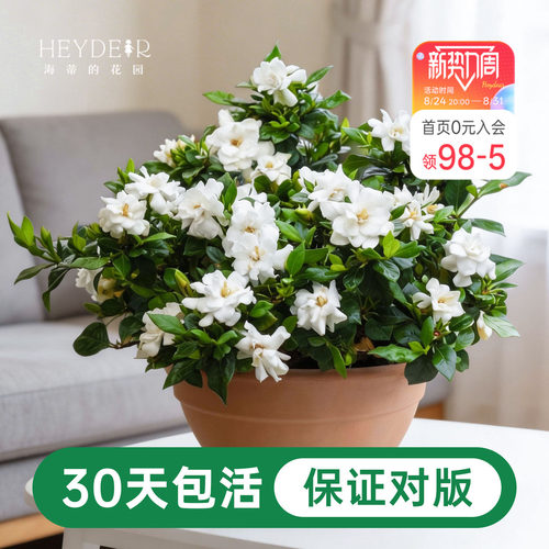 海蒂的花园栀子花盆栽树苗开花浓香花卉植物庭院阳台常绿植物