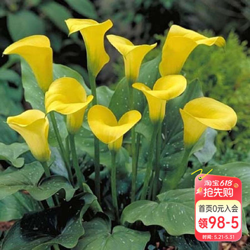 彩色马蹄莲阳台室内花卉