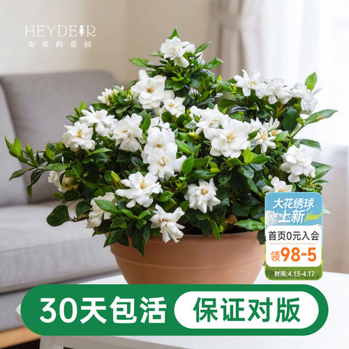 海蒂的花园栀子花盆栽树苗开花浓香花卉植物庭院阳台常绿植物