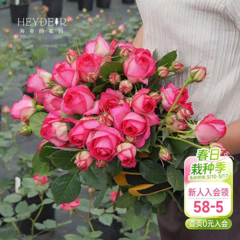 海蒂的花园月季深粉龙沙宝石爬藤月季拱门花墙阳台庭院花卉盆栽苗