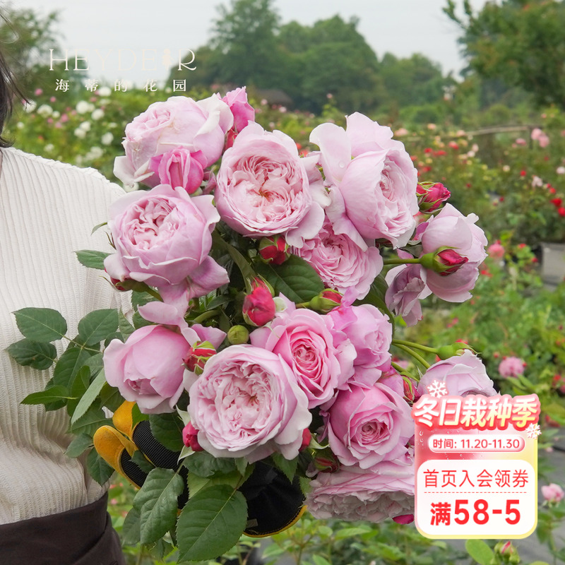 海蒂的花园月季强健盆栽苗花卉
