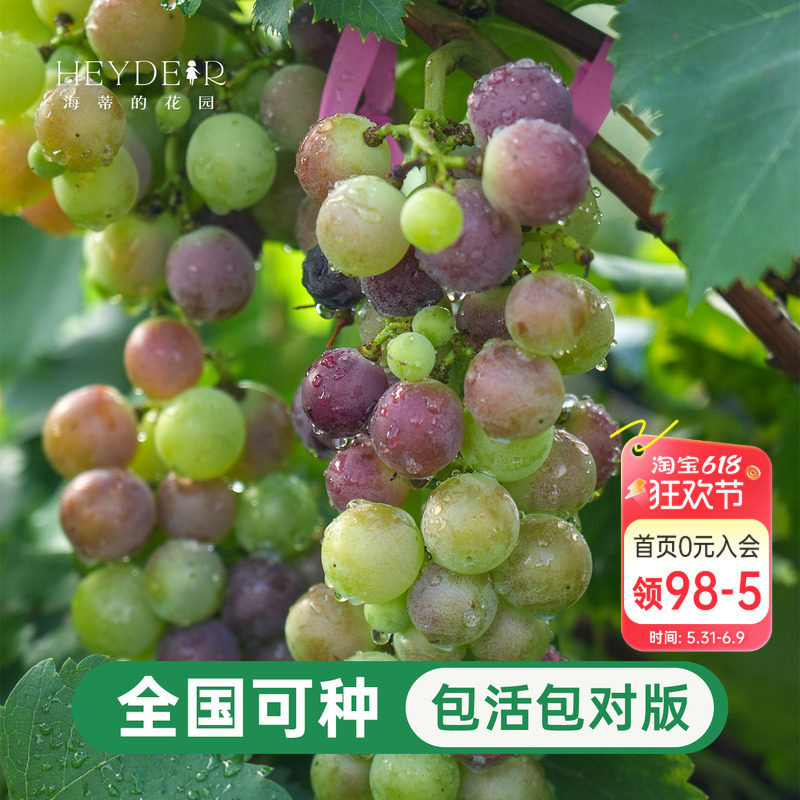 葡萄树苗盆栽寒香蜜庭院地栽耐寒阳光玫瑰巨峰圆叶种植爬藤大果苗