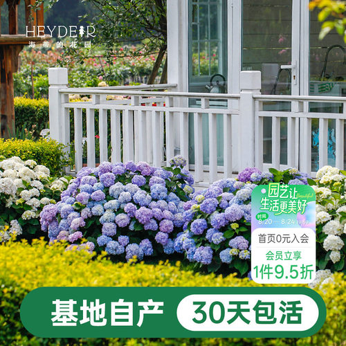 海蒂基地自产高品质绣球无尽夏