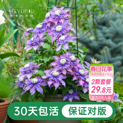 铁线莲乌托邦全国可种一年多次花