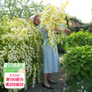 花园 海蒂 绣线菊黄金喷泉花灌木庭院观花观叶花卉植物盆栽花苗