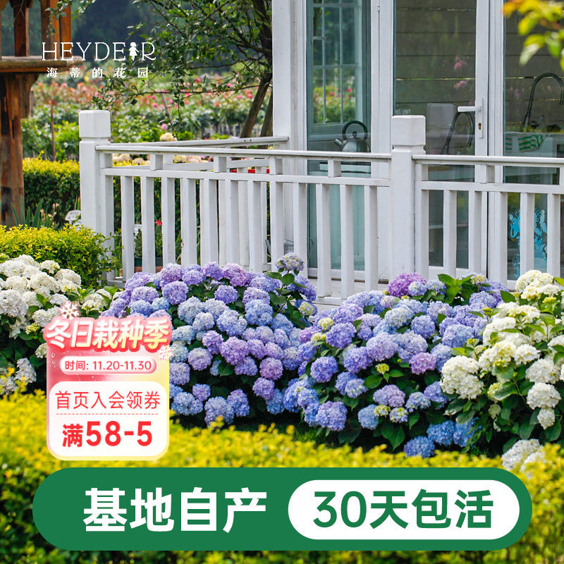 海蒂基地自产高品质绣球无尽夏