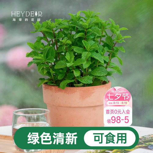 海蒂的花园薄荷盆栽苗