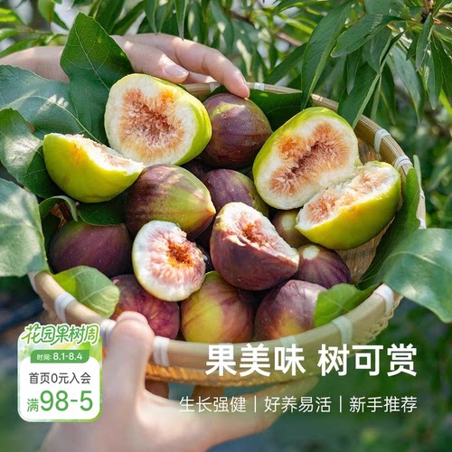 海蒂的花园无花果树果苗盆栽庭院家庭地栽水果树苗好种易养