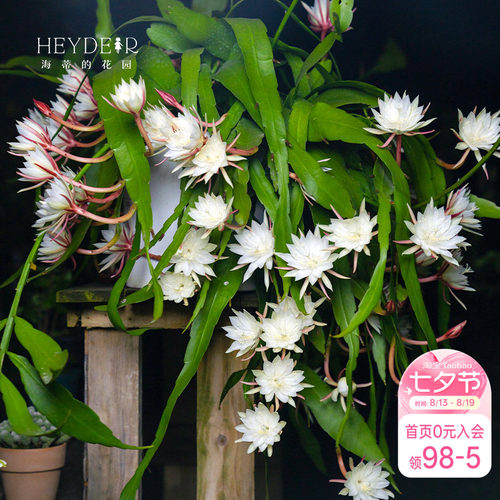 海蒂的花园月下美人昙花好养