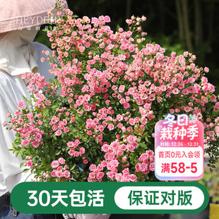 海蒂 花苗超微开花小微型迷你阳台室外露台植物花卉盆栽 花园月季