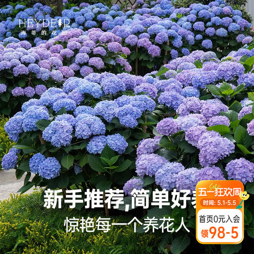 海蒂的花园无尽夏阳台庭院别墅