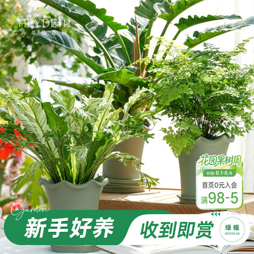 鸟巢蕨秋海棠海芋绿植盆栽带盆