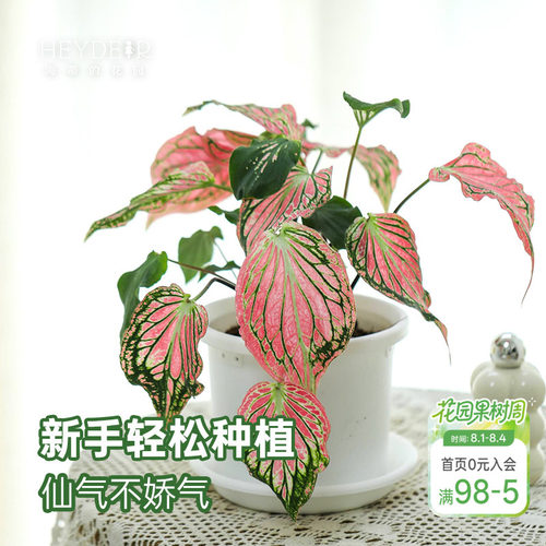 海蒂的花园 彩叶芋盆栽苗粉色飞溅白色恋人桌面观叶植物室内绿植