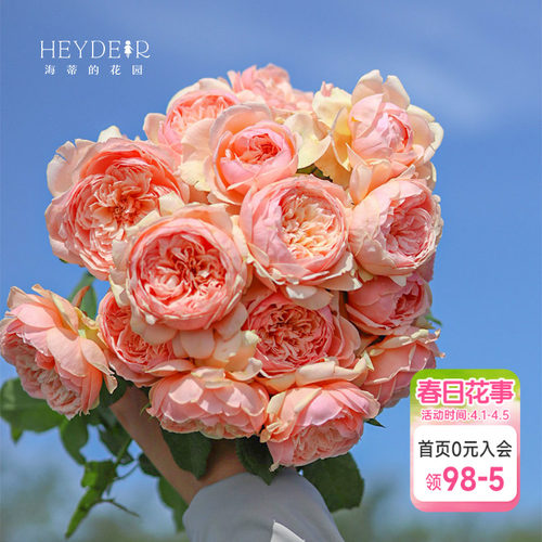 海蒂的花园月季花苗真宙粉色龙沙宝石切花朱丽叶阳台爬藤花卉盆栽