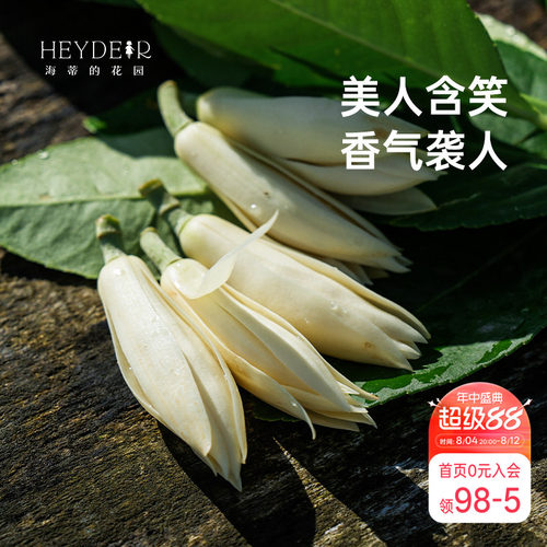 海蒂的花园黄葛兰黄角兰白兰花四川本土植物耐热香味花卉树苗盆栽