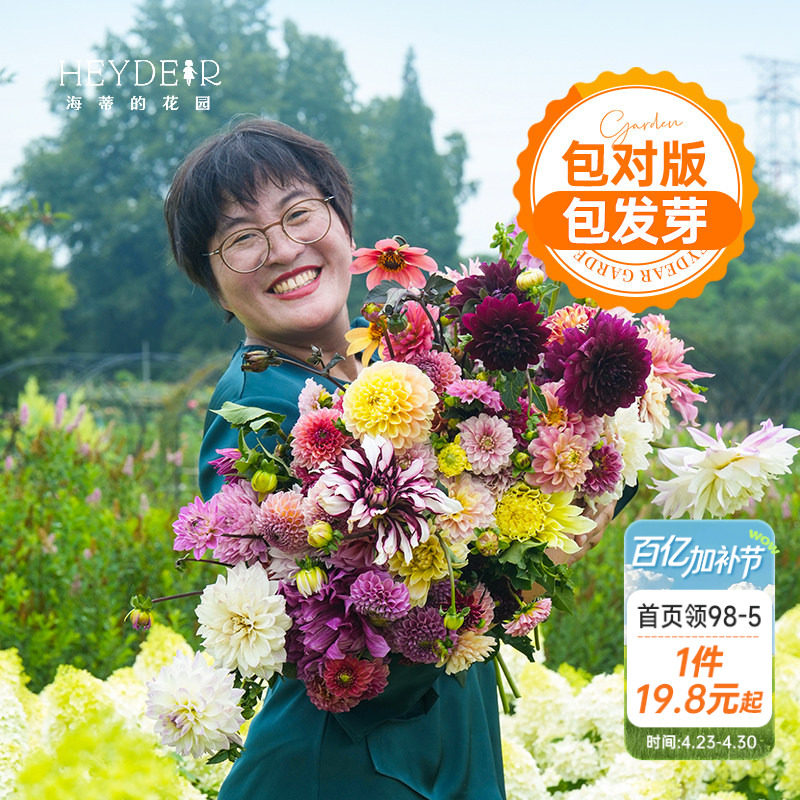 海蒂的花园大丽花种球进口大花球根花卉盆栽植物帝王大丽花树大丽
