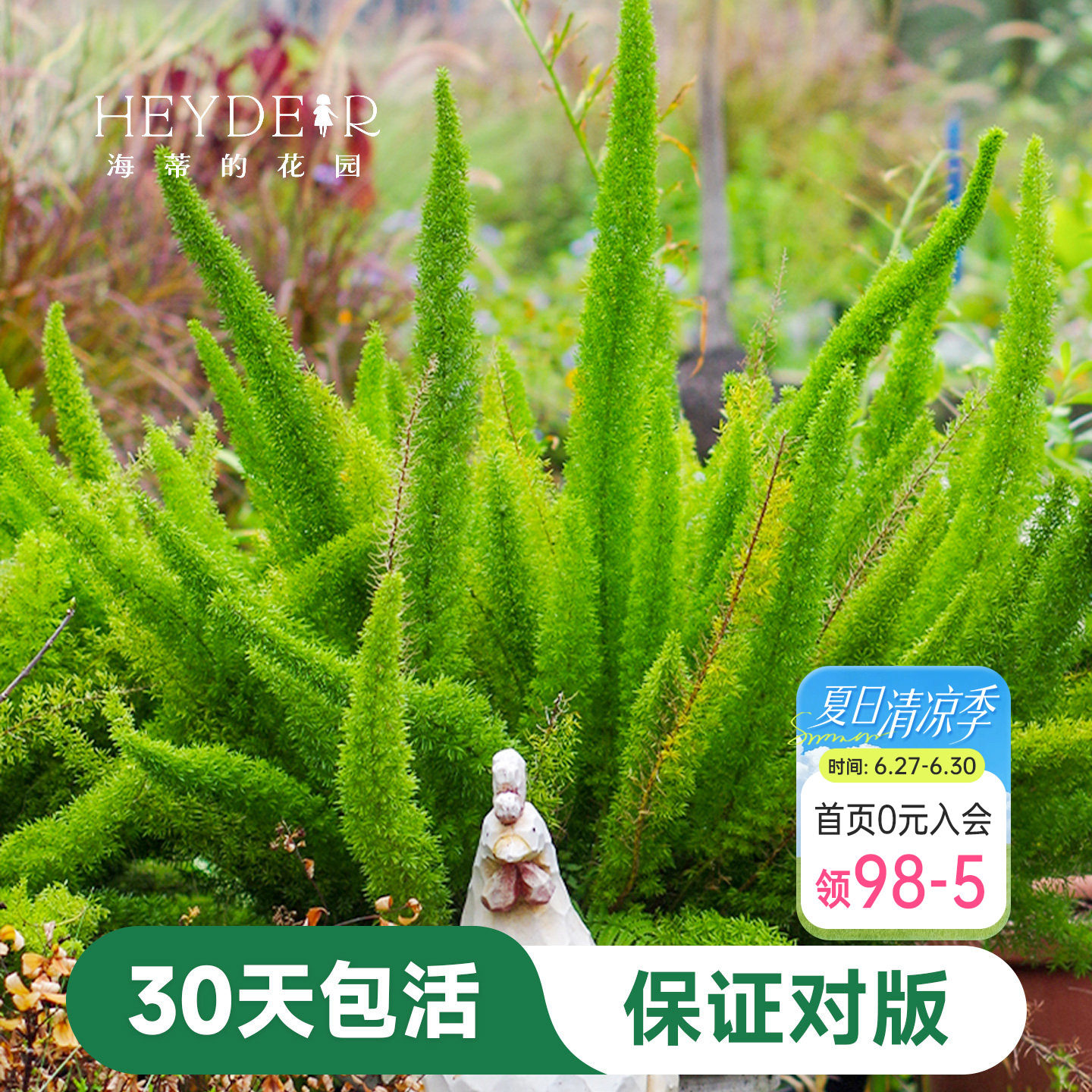 海蒂的花园狐尾天门冬盆栽苗多年生常绿植物室外庭院花境观叶绿植 - 实物图