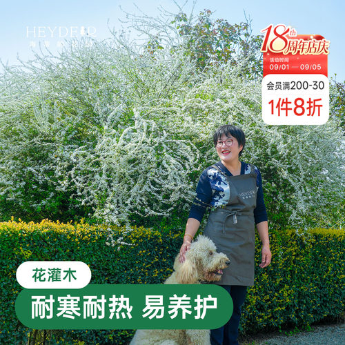 海蒂的花园雪柳鲜枝喷雪花树苗黄金喷泉绣线菊耐寒耐冻灌木植物