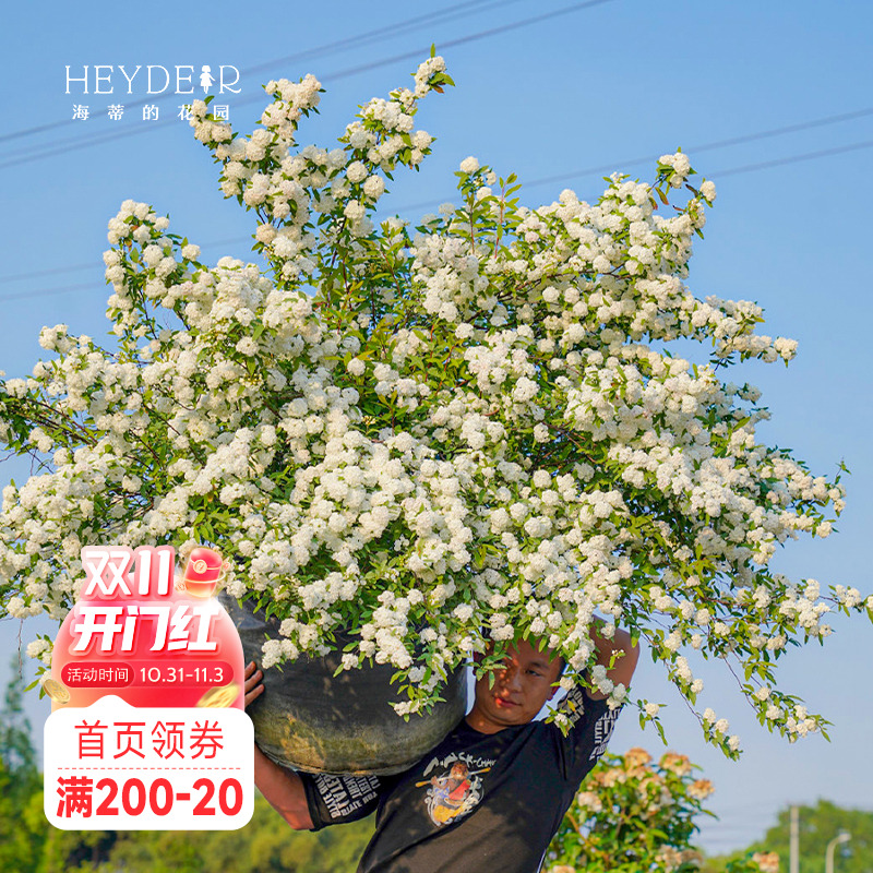 海蒂的花园锦带绣线菊喷雪溲疏鼠刺雪柳樱花耐寒耐冻花卉灌木植物